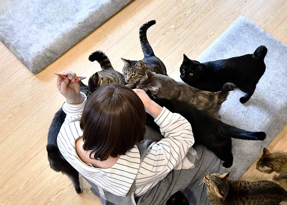 伊豆高原ねこカフェにゃおん