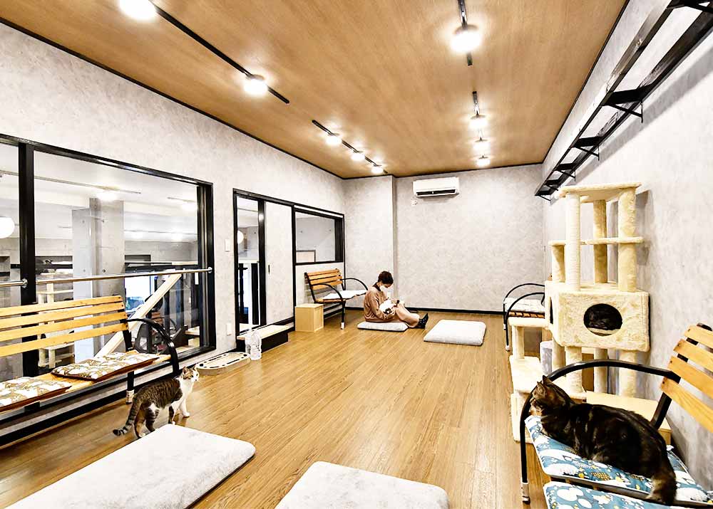 伊豆高原ねこカフェにゃおん