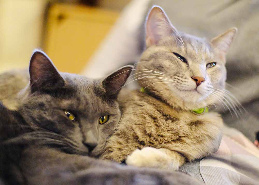 伊豆高原ねこカフェにゃおん