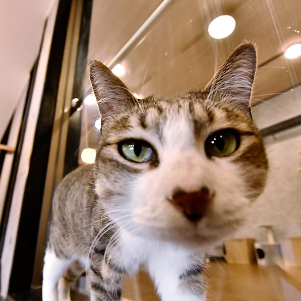 僕に会いに来てね