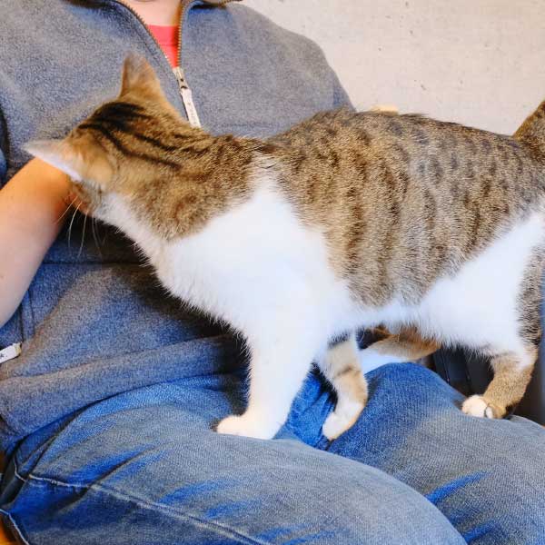 懐っこい猫スタッフ