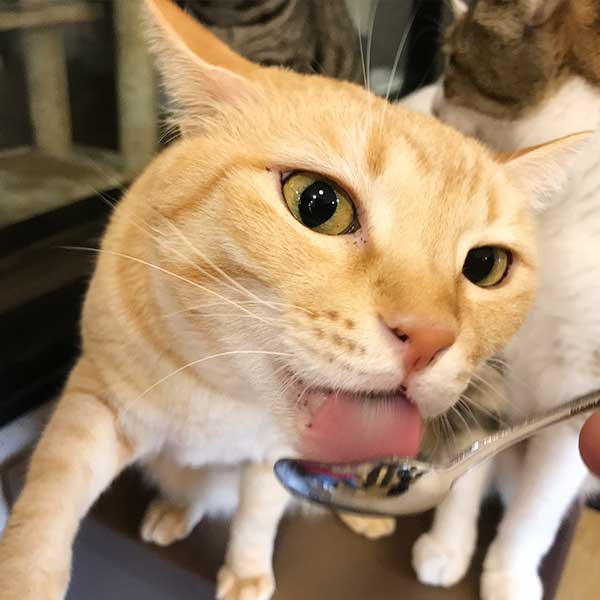 おやつが大好き