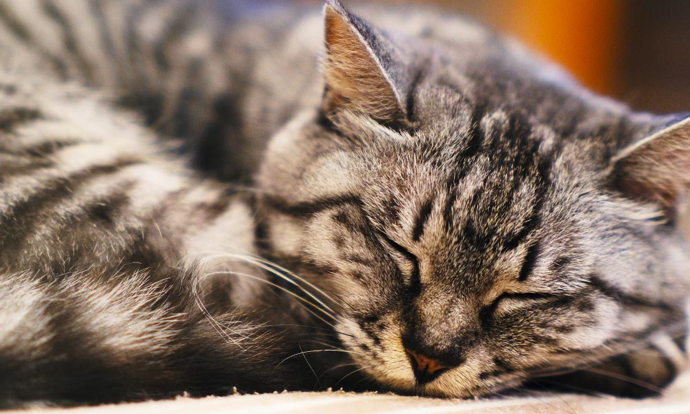 伊豆高原 ねこカフェにゃおん