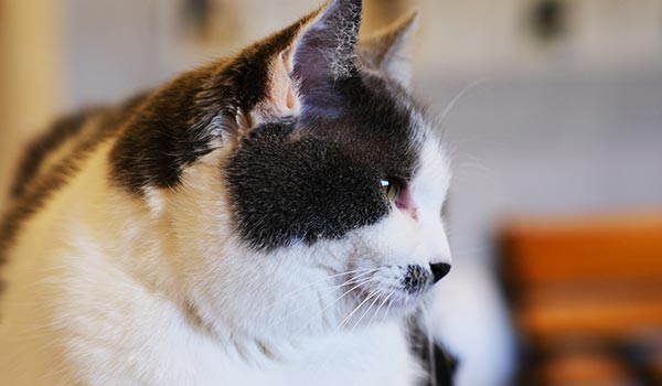 ねこカフェにゃおん