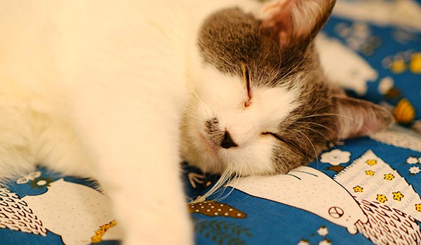 ねこカフェにゃおん