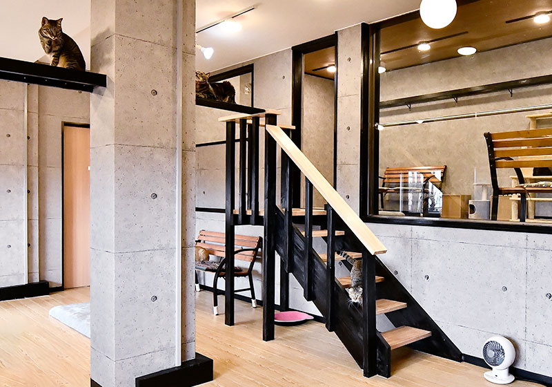 清潔なお部屋 伊豆高原 ねこカフェにゃおん